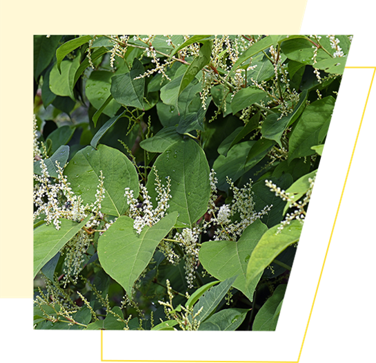 Japanese Knotweed