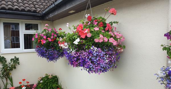 Garden Competition Winner 2020 Hanging Basket