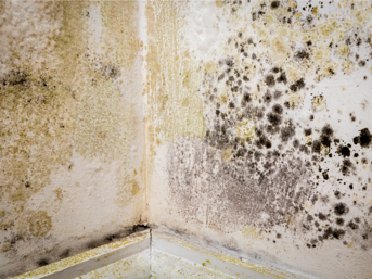 Mould on a wall