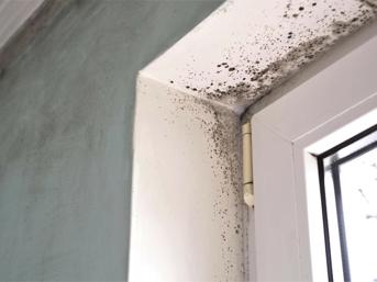 Mould around a window frame