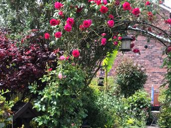 An archway of climbing roses, entered into our 2022 Garden Competition
