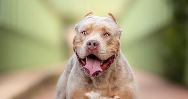 Adobestock 634659943 XL Bully LR