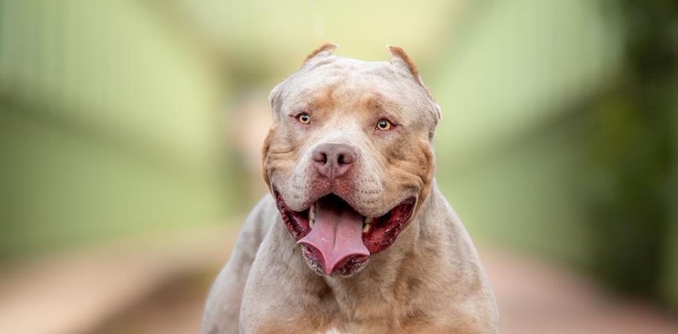 Adobestock 634659943 XL Bully LR Adobestock 634659943 XL Bully LR