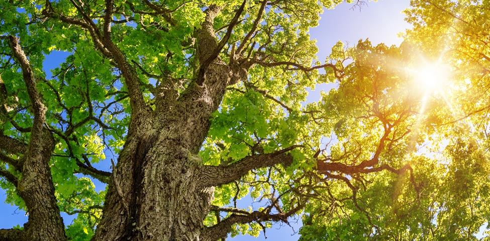 Tree canopy Tree canopy