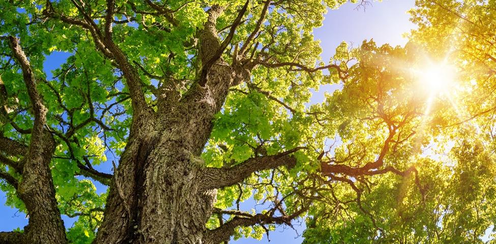 Tree canopy