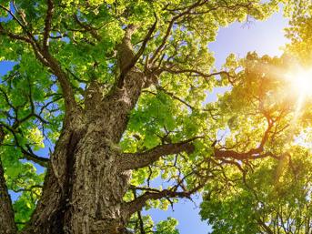 Tree canopy